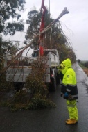 I volontari della protezione civile durante la rimozione dell'albero caduto sulla litoranea di Tarquinia